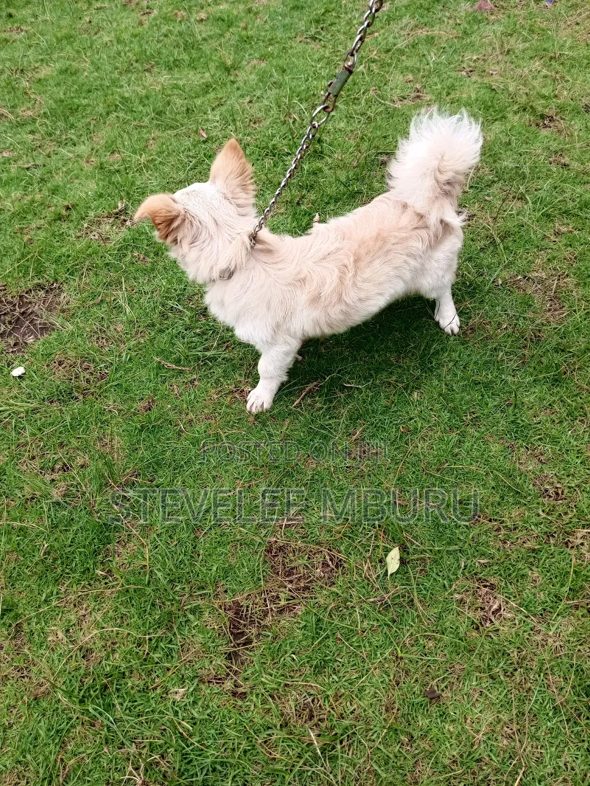 6-12 months Female Purebred Japanese Spitz