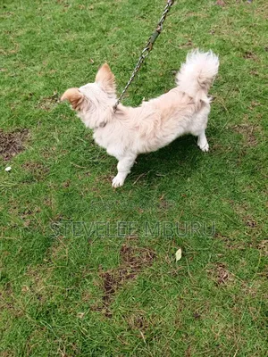 6-12 months Female Purebred Japanese Spitz