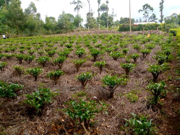 Land for Sale at Kapsuser - thumbnail 4