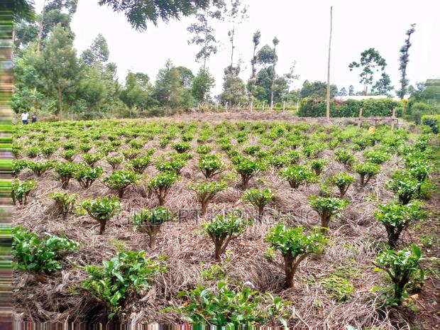 Land for Sale at Kapsuser - thumbnail 7