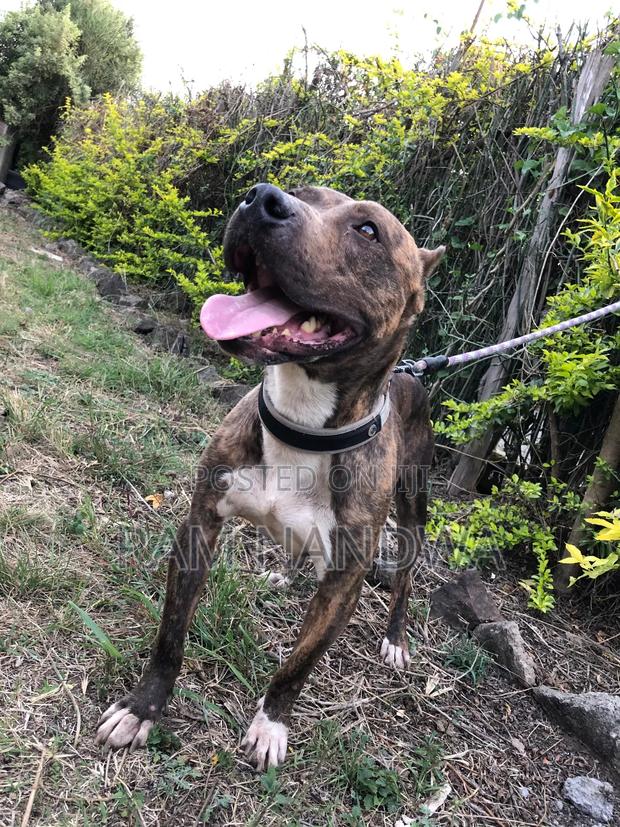 1+ year Male Purebred American Pit Bull Terrier