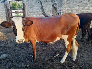 Dairy Heifers - main view