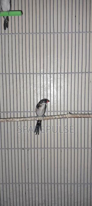 Pin-Tailed Whydah - main view