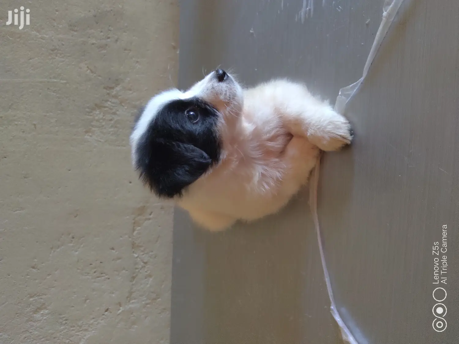 Female Purebred Maltese