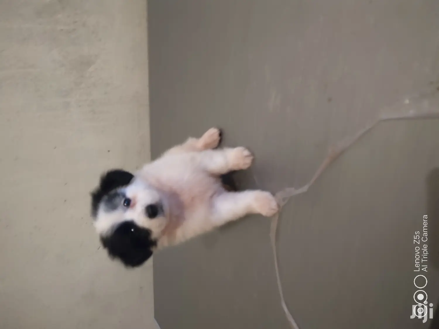 Female Purebred Maltese