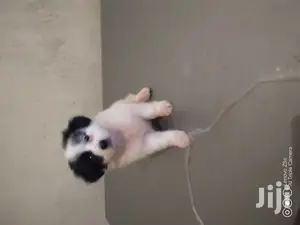 Female Purebred Maltese