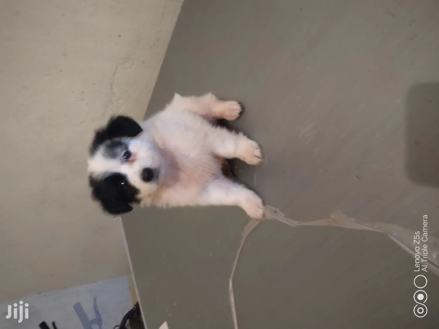 Female Purebred Maltese