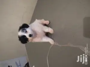 Female Purebred Maltese