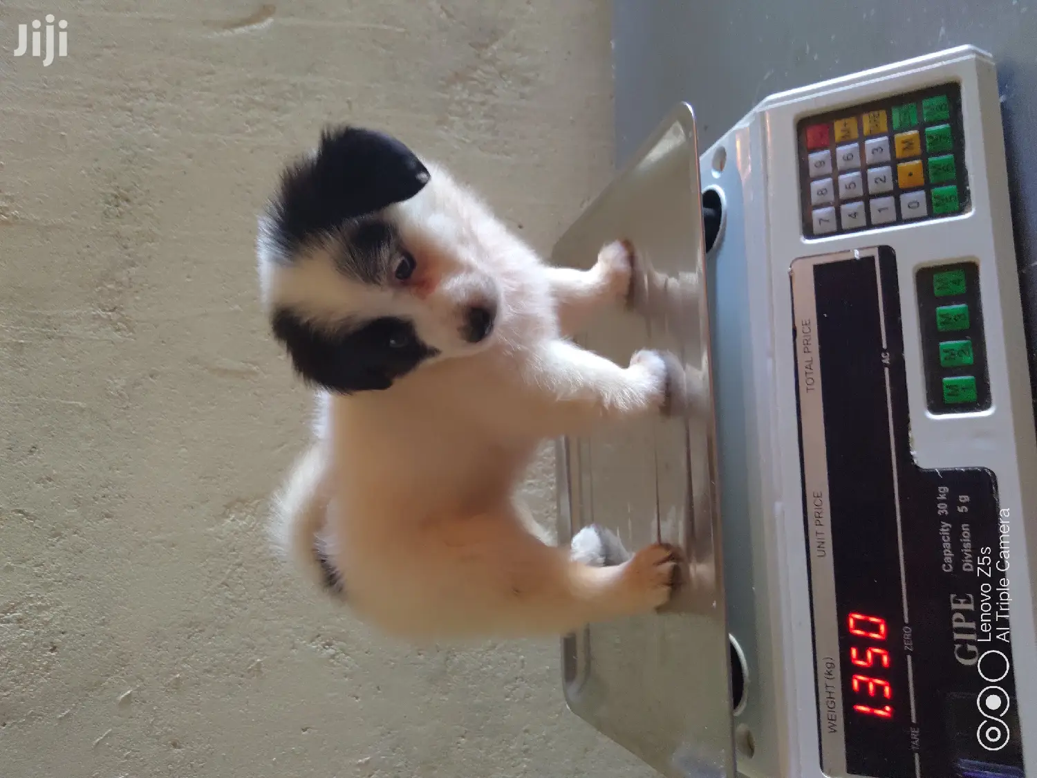 Female Purebred Maltese
