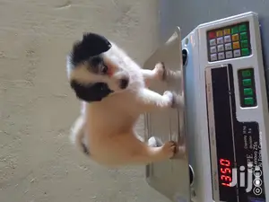 Female Purebred Maltese