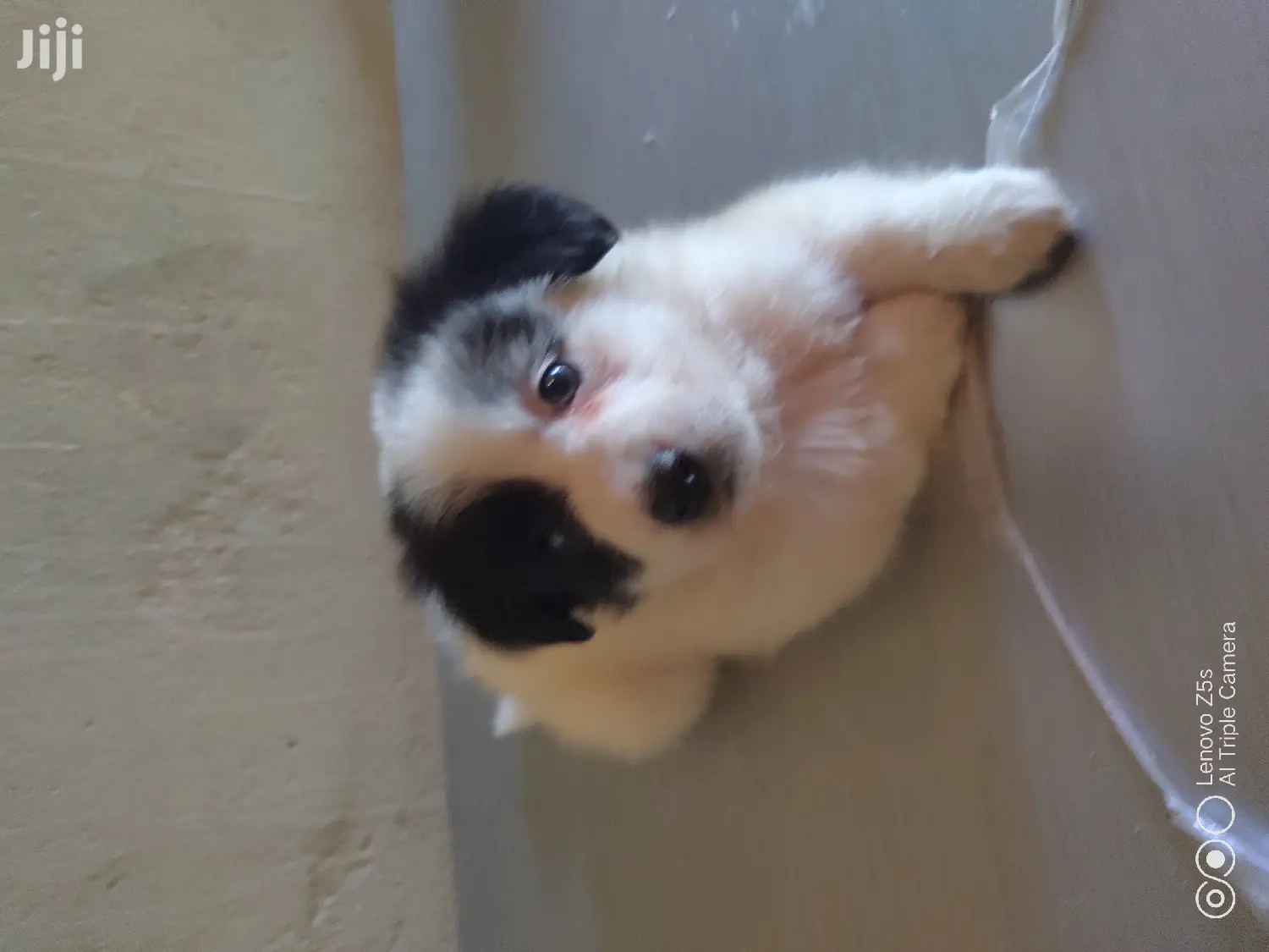 Female Purebred Maltese