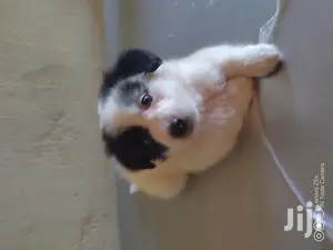 Female Purebred Maltese