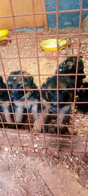 1-3 months Male Purebred German Shepherd
