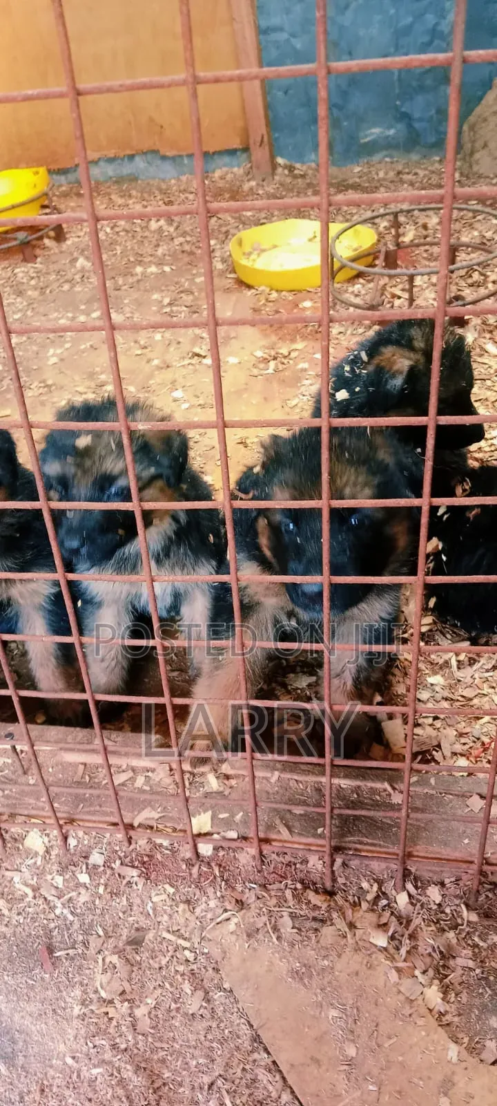 1-3 months Male Purebred German Shepherd