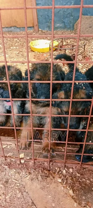 1-3 months Male Purebred German Shepherd