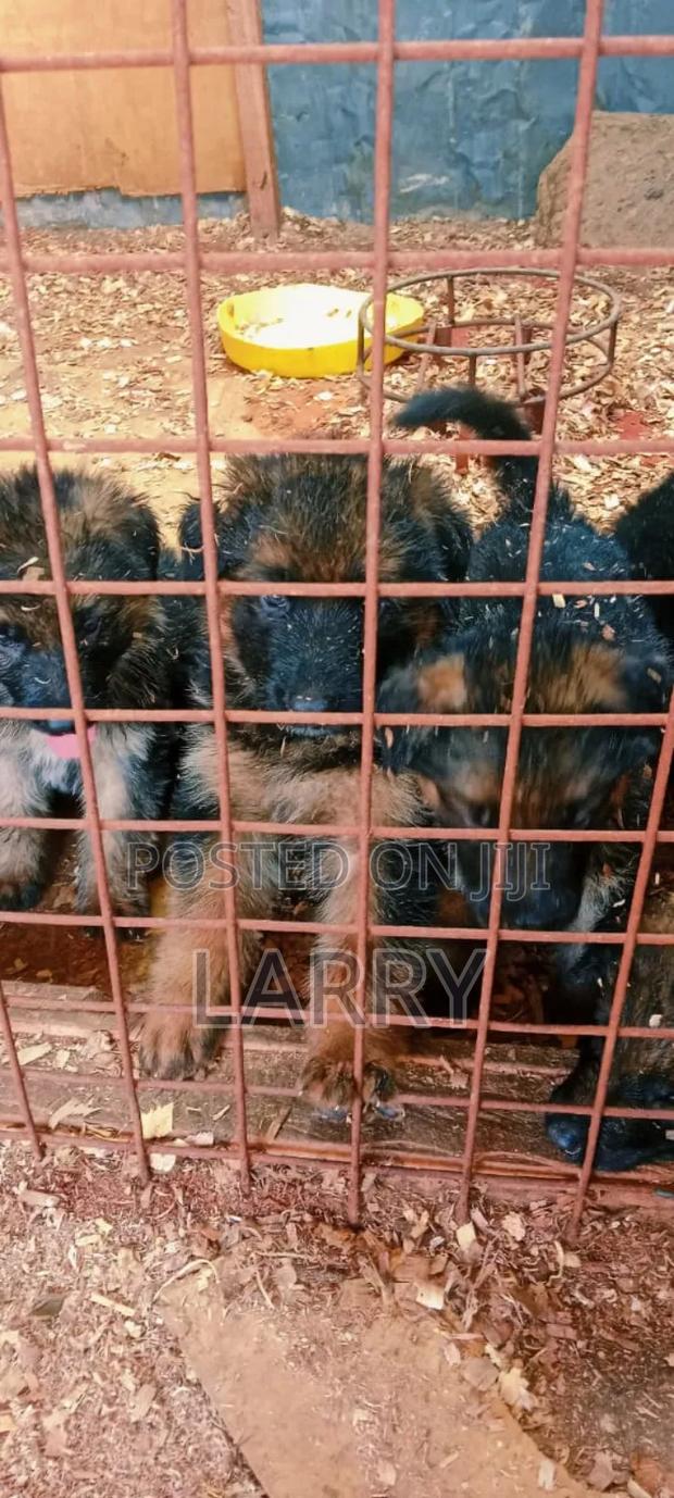 1-3 months Male Purebred German Shepherd - thumbnail 3