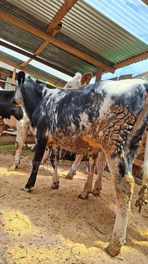 Girlando Heifer. - main view