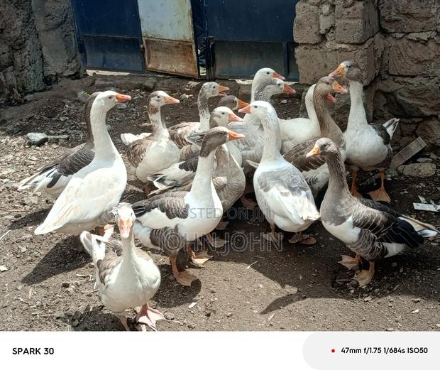 Giant Goose - main view