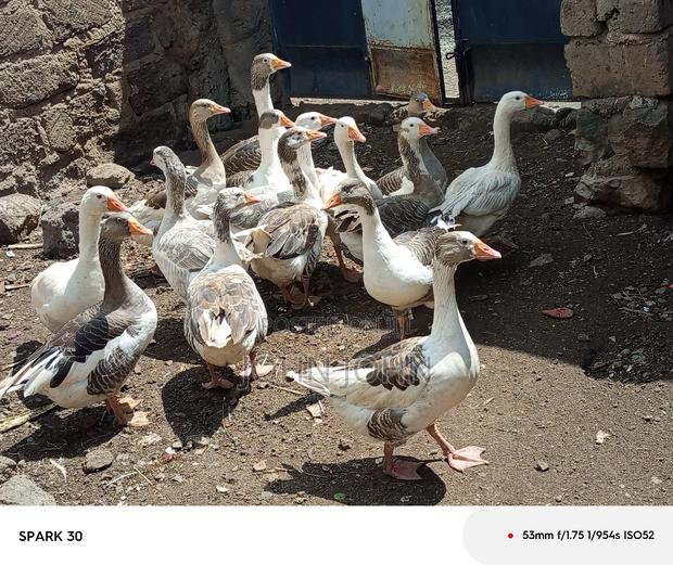 Giant Goose - thumbnail 3