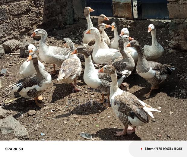 Giant Goose - thumbnail 4