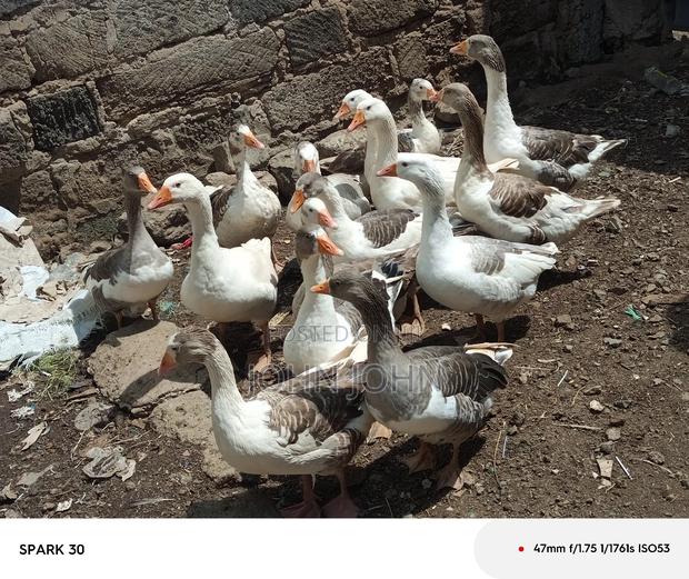 Giant Goose - thumbnail 5