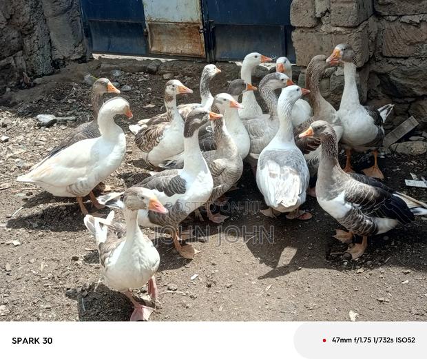 Giant Goose - thumbnail 6