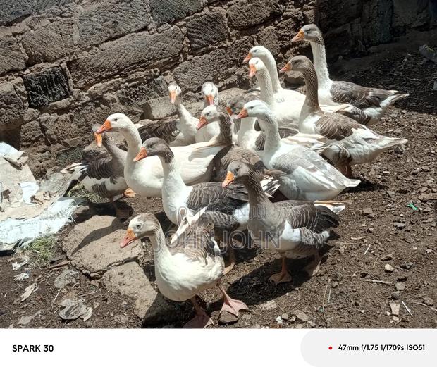 Giant Goose - thumbnail 7