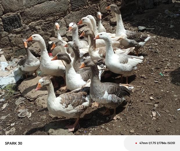 Giant Goose - thumbnail 8