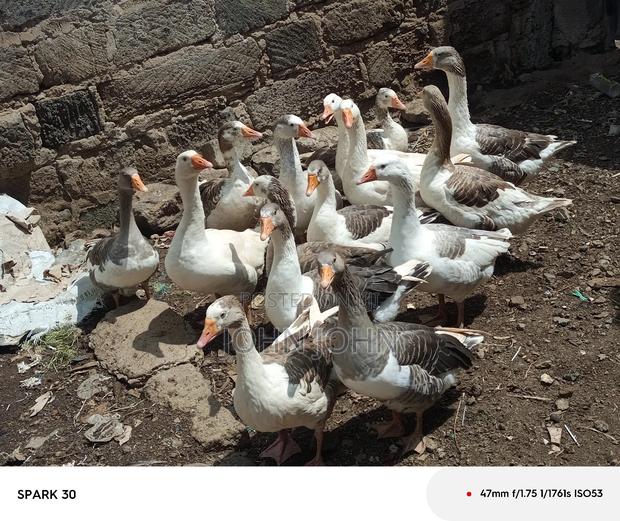 Giant Goose - thumbnail 9