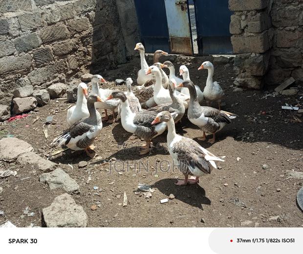 Giant Goose - thumbnail 10