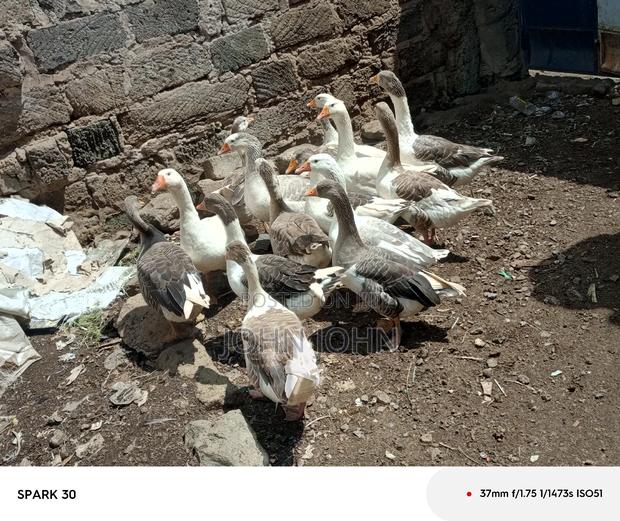 Giant Goose - thumbnail 11