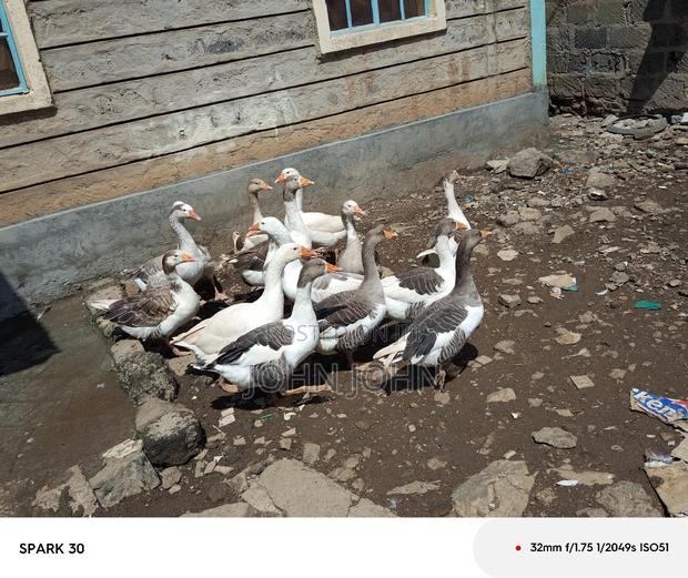 Giant Goose - thumbnail 12