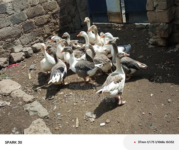 Giant Goose - thumbnail 13