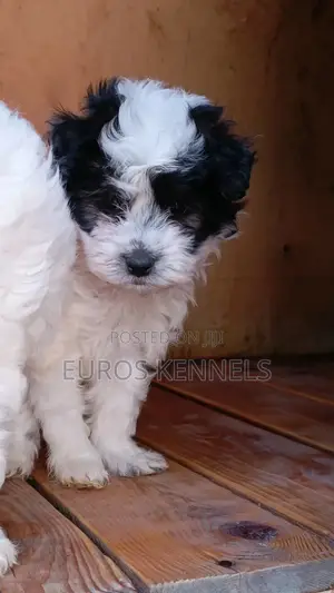 1-3 months Male Purebred Havanese