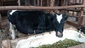 Young Bull - main view