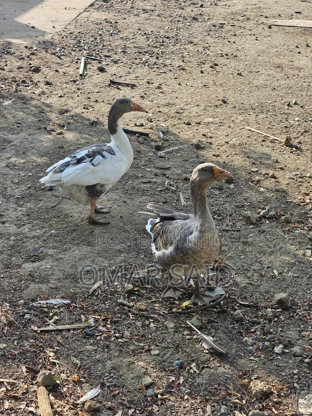 Mature Geese - thumbnail 3