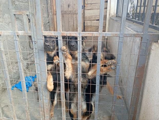 3-6 months Female Purebred German Shepherd - main view