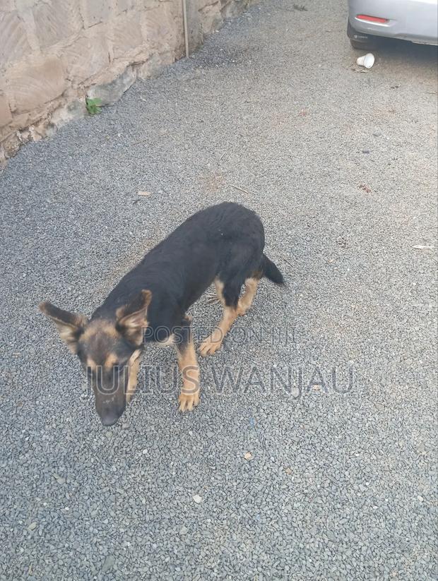 3-6 months Female Purebred German Shepherd - thumbnail 2