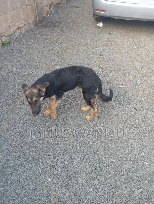 3-6 months Female Purebred German Shepherd - thumbnail 3