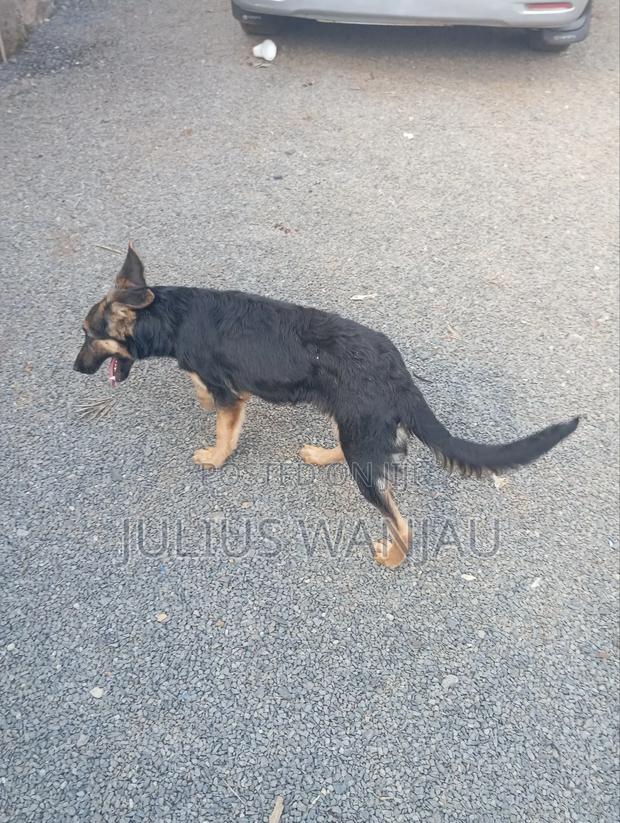 3-6 months Female Purebred German Shepherd - thumbnail 4