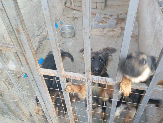 3-6 months Female Purebred German Shepherd - thumbnail 5