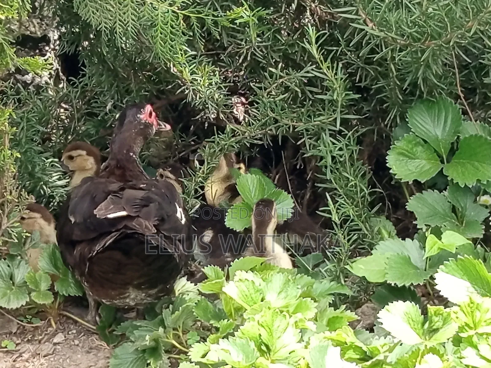 Muscovy Ducks