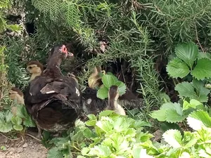 Muscovy Ducks
