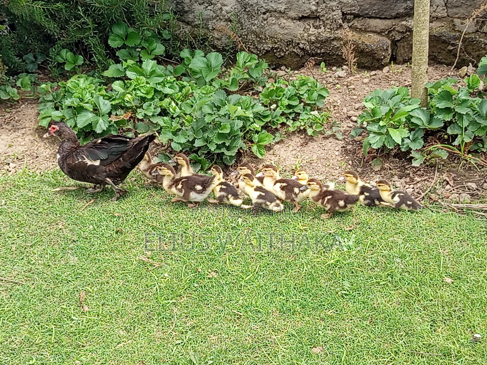 Muscovy Ducks