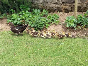 Muscovy Ducks