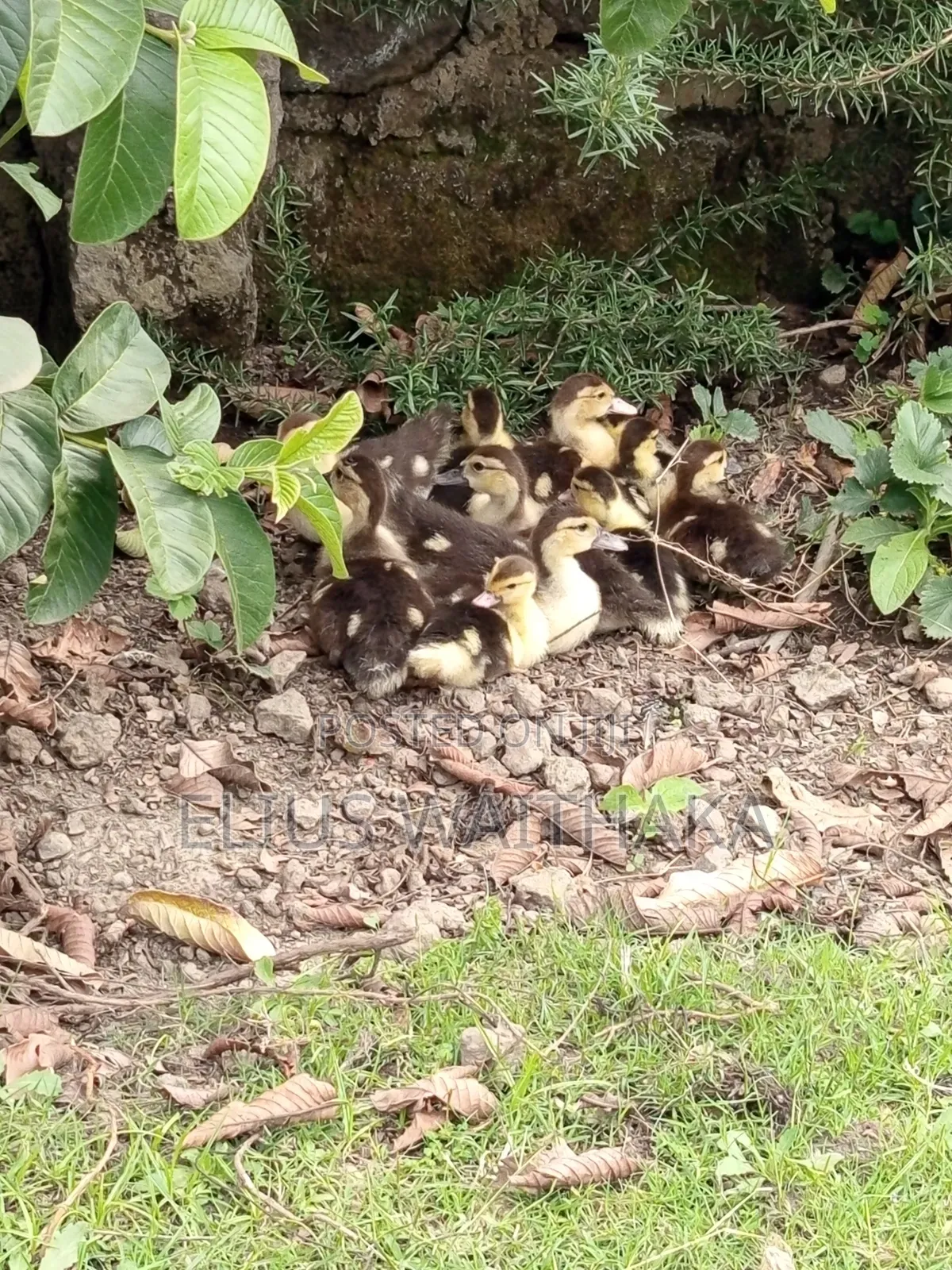 Muscovy Ducks
