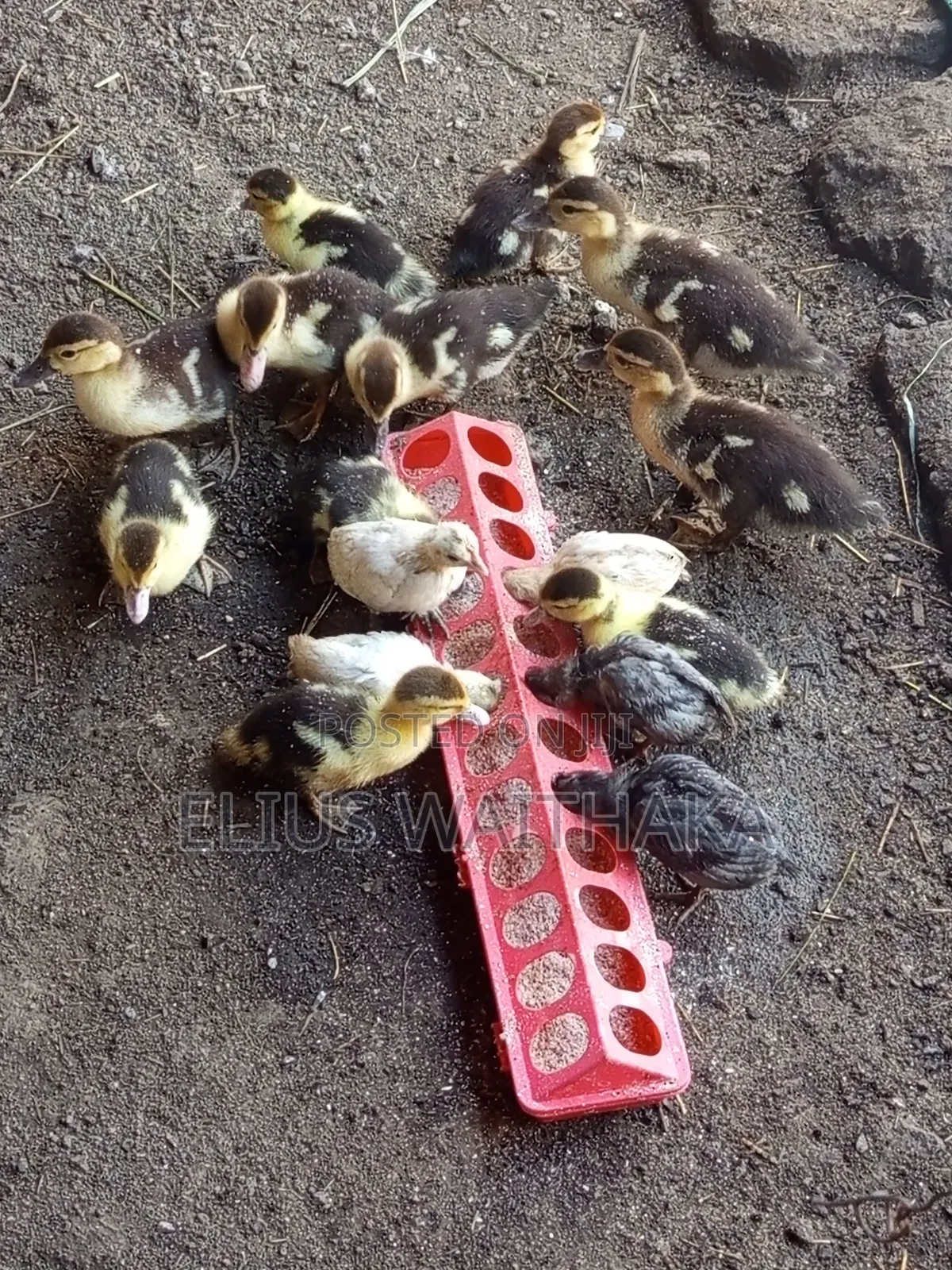 Muscovy Ducks