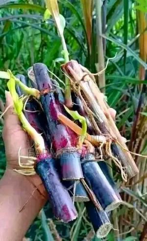 Australian Red Napier Grass - thumbnail 2