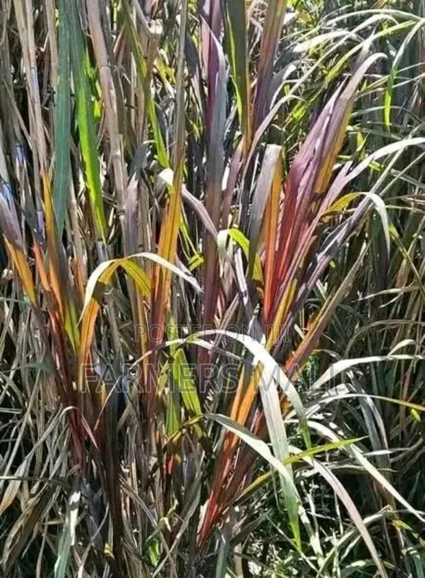 Australian Red Napier Grass - thumbnail 3