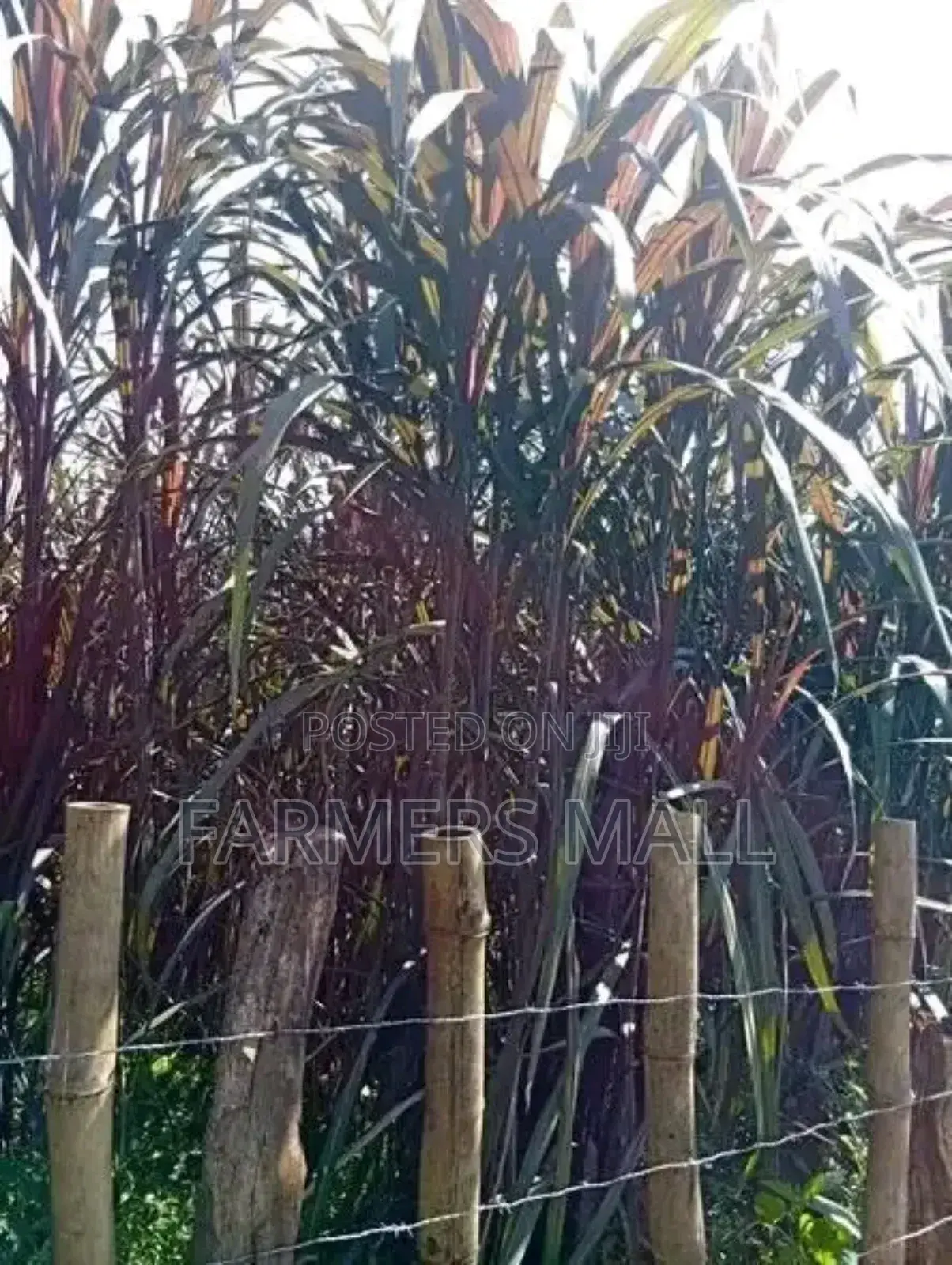 Australian Red Napier Grass, Bhoma Lucerne Seeds.